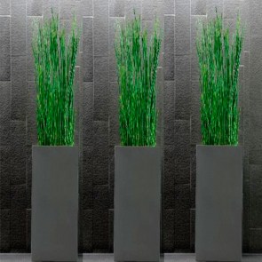 Equisetum-Saeule-.jpg